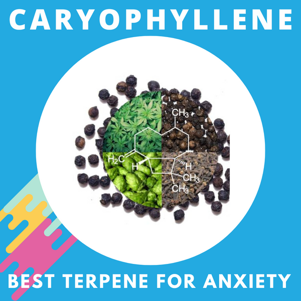 Caryophyllene Terpene : The Best Terpene For Anxiety