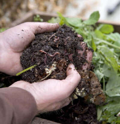 Microbes Make Soil Living: What Is Living Soil?