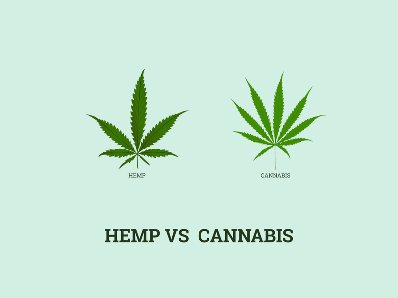 Hemp Flower vs Marijuana