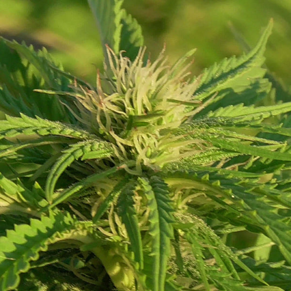 The Benefits Of Growing Hemp Buds In Living Soil