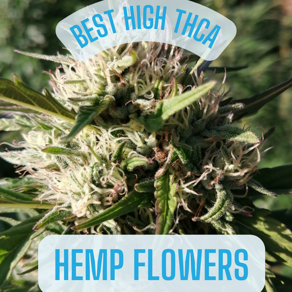 The Best High THCA Hemp Flower For Sale | Dreamland Organics