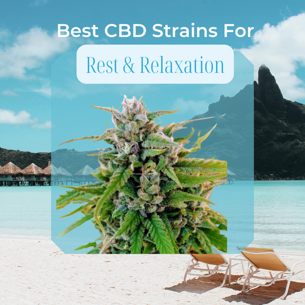 Best High CBD Strains For Relaxation