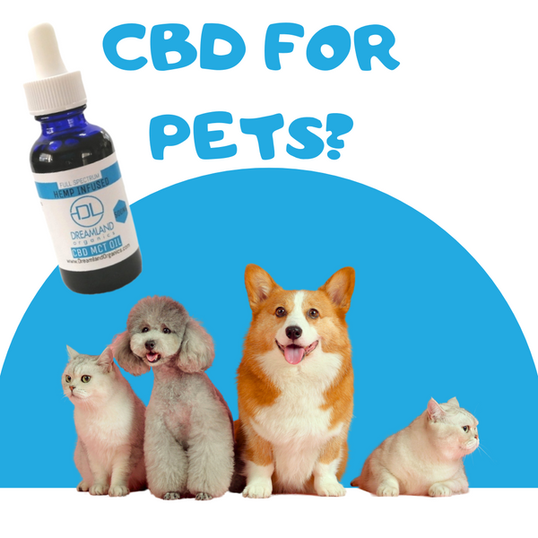 Can You Give CBD To Your Pet? CBD For Pets Explained