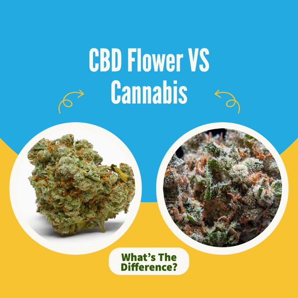 What Is CBD Flower? Hemp Vs Cannabis