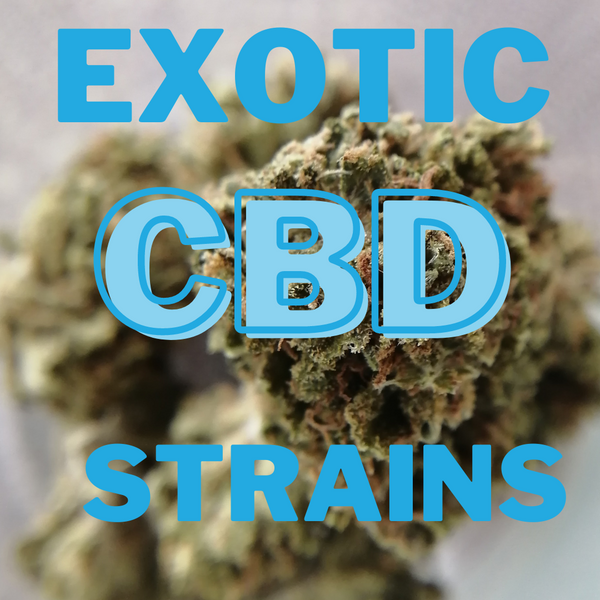 Hybrid CBD Strains : The 3 Best Rare And Exotic CBD Flower Strains