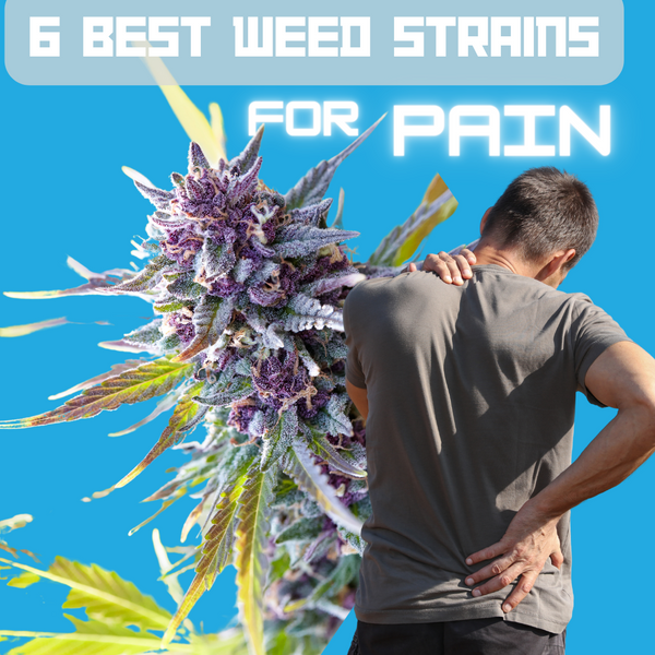 6 Best Weed Strains For Pain | A Guide To Natural Healing