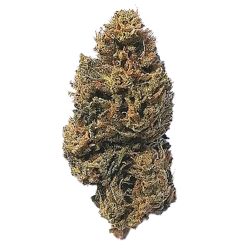 Cheese THCa Strain