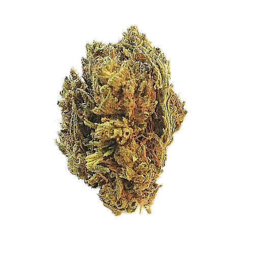organic hemp bud
