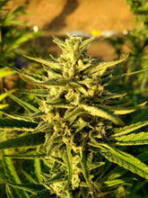 Load image into Gallery viewer, Epic Sunrise - CBD Hemp Flower
