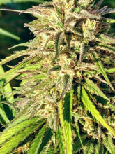 Load image into Gallery viewer, Sapphire - Organic Craft CBD Hemp Flower - Dreamland Organics
