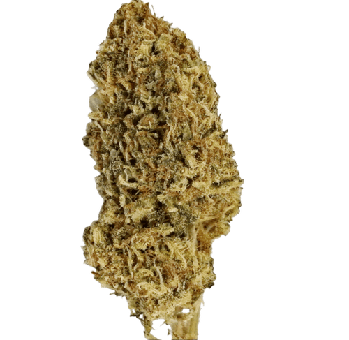 tropical dream hemp strain