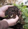 Microbes Make Soil Living: The Key To Soil's Genetic Diversity