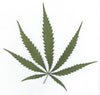 Sativa - What It Is - What It Does - What It's For?