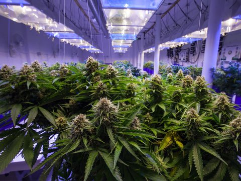 indoor hemp grow