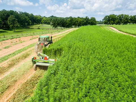 industrial hemp farm