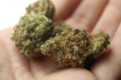 hemp nug
